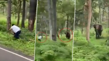 Elephant Attack in Karnataka Viral Video: Man Narrowly Escapes From Being Trampled by Angry Elephant While Clicking Photos in Chamrajnagar Forest